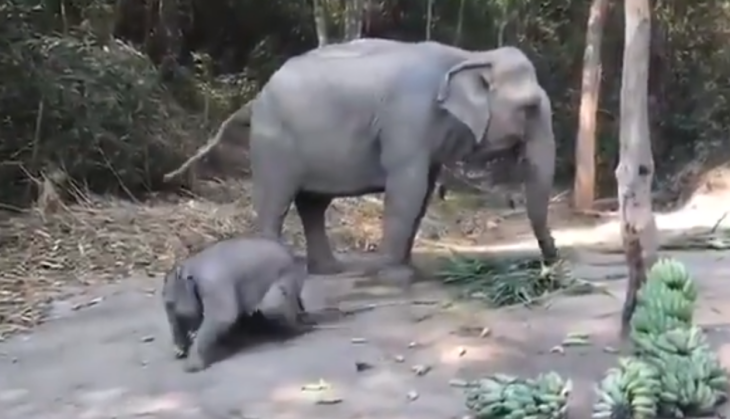 viral video