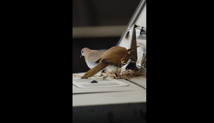 Crown Prince of Dubai stops using his car after seeing birds’ nest on it; video wins Internet