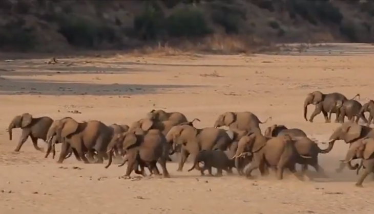 elephants