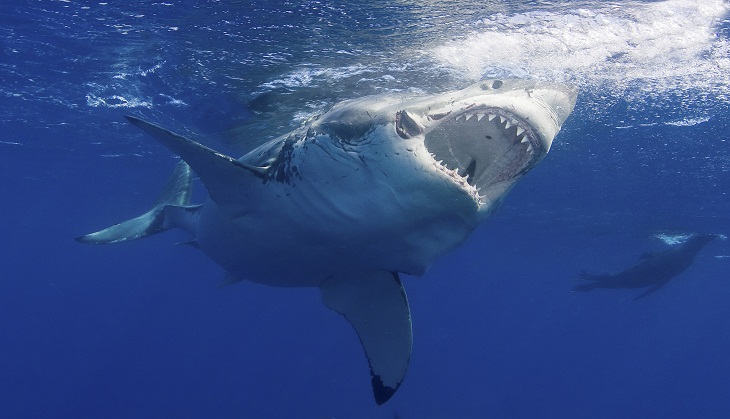 OMG! Man jumps onto great white shark to save his wife; see video