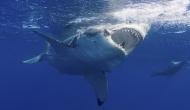 OMG! Man jumps onto great white shark to save his wife; see video