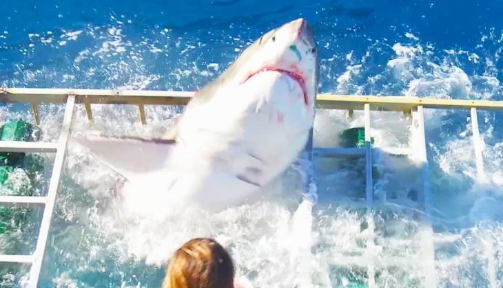 shark