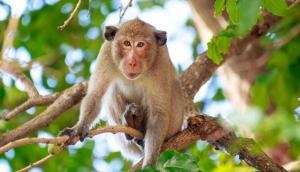 What! Monkey robs Rs 1 lakh from autorickshaw; bizarre incident goes viral