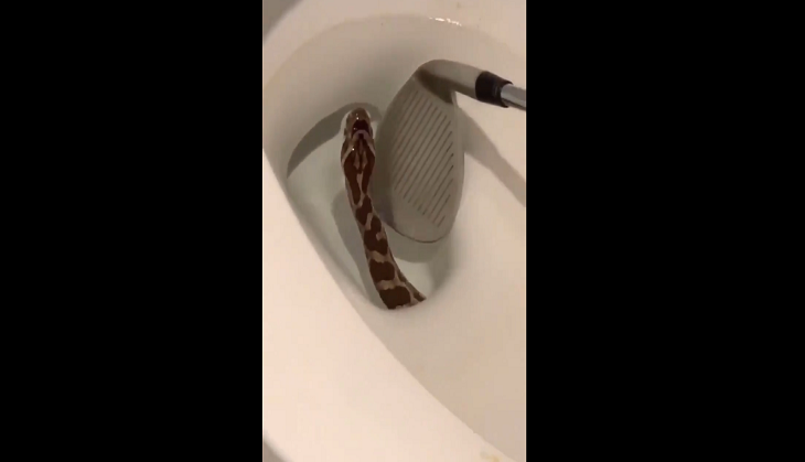 Viral Video Shows Snake Emerging From Toilet, Twitter Horrified