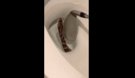 Scary! Man finds snake in toilet bowl; know what happens next