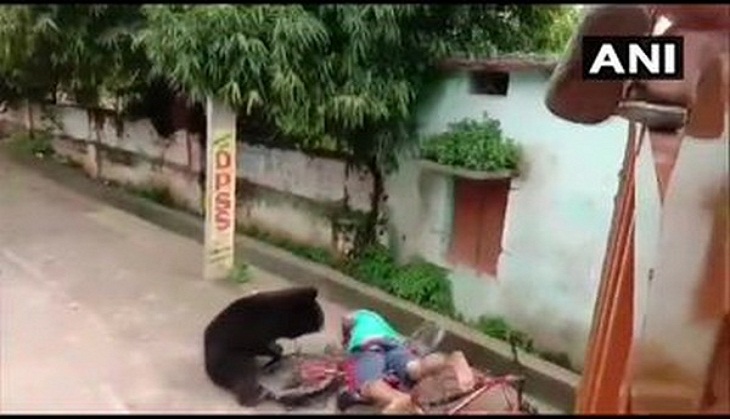 Odisha: Wild bear attacks man at residential area in Kalahandi