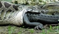 Hair-raising video of anaconda swallowing alligator; weak hearted people should not watch this