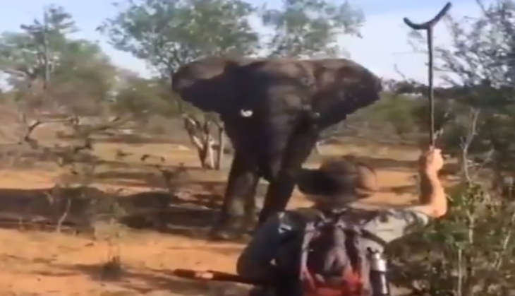 Angry Elephant
