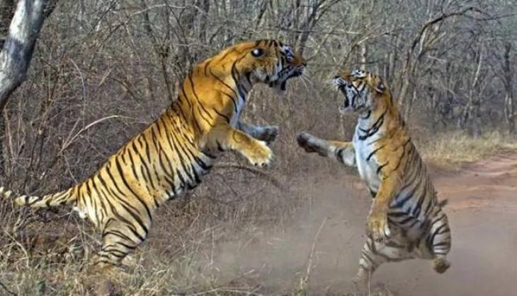 tiger fight