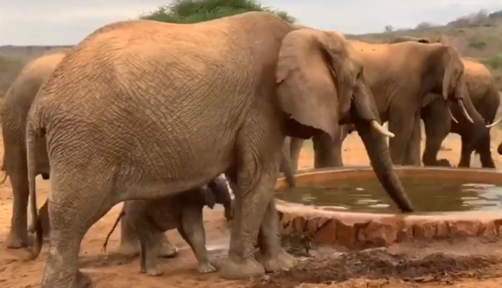 Elephant