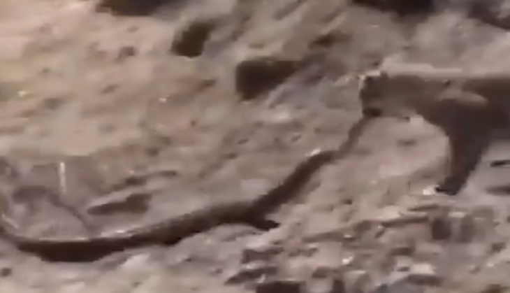 viral video