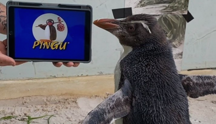 Australia Perth Zoo Penguin watching television series 'Pingu' to over his loneliness