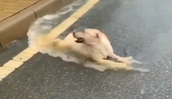 viral video