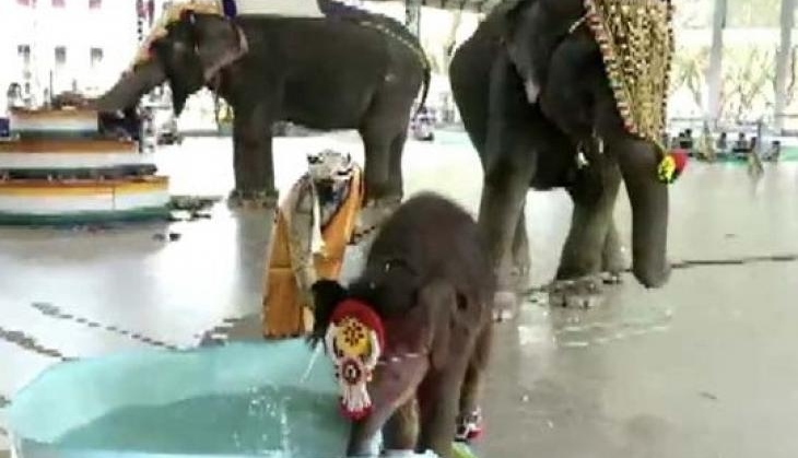 elephant