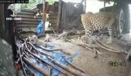  Leopardess gives birth to 4 cubs, takes them to jungle