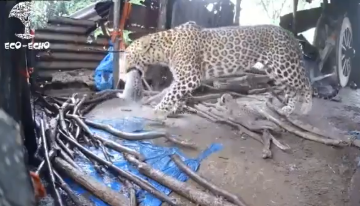 viral video