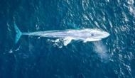 Unbelievable! ‘Extremely rare’ blue whale spotted in Australia; video goes viral