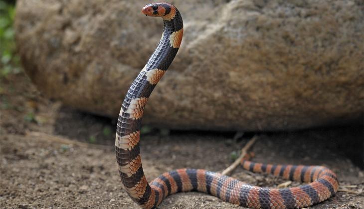snake