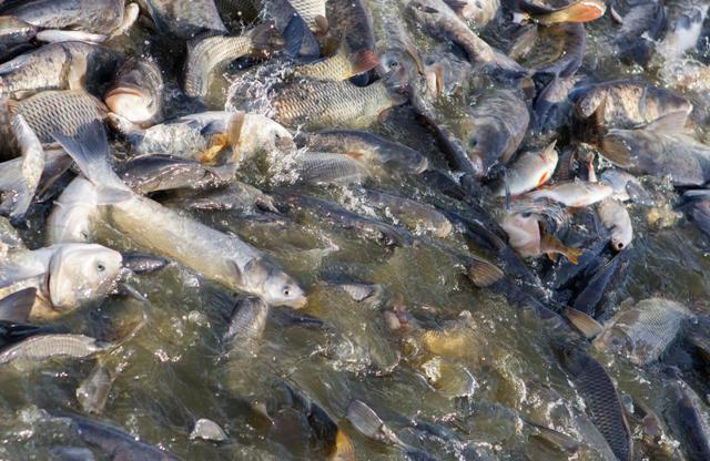 What? Fish falls from sky during rain; bizarre incident caught on cam