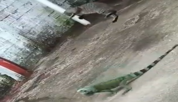 viral video