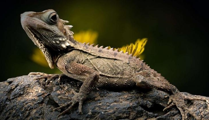 lizard