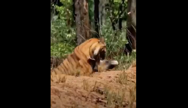 Tiger devours cow, drags prey with his mouth; spine-tingling video goes viral
