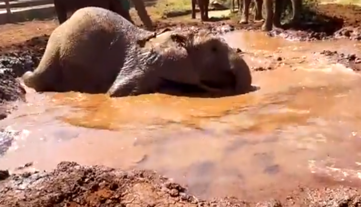 elephnt