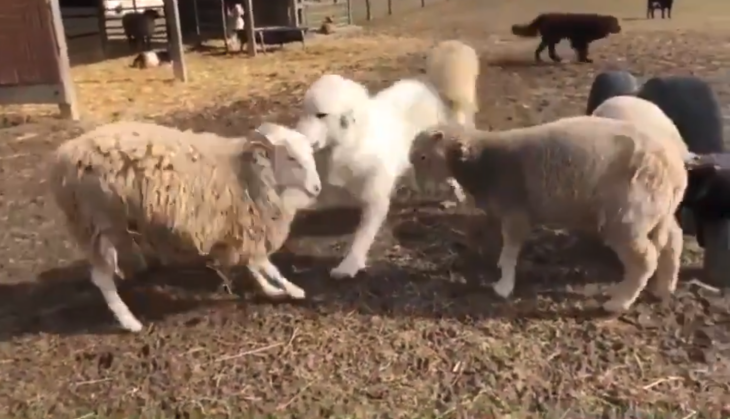 Two Sheep Fighting then Entry of Dog Watch Viral Video