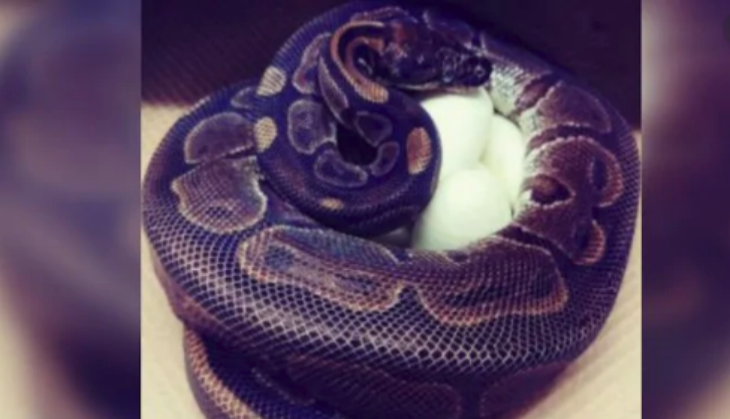 Ball python laid 7 eggs at the Saint Louis Zoo