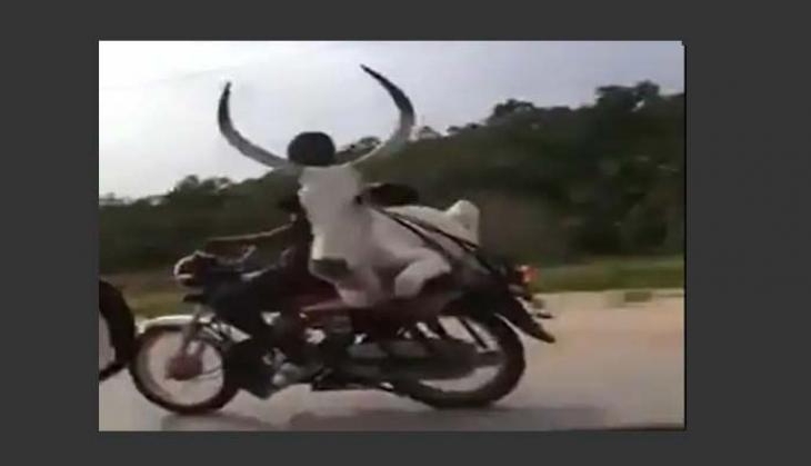 bull