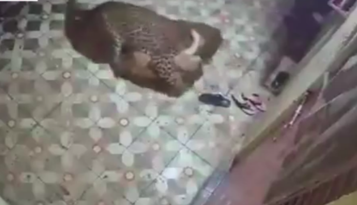 leopard