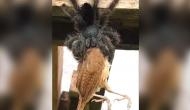 Video of spider eating a bird will give you goosebumps! Netizens ask ‘is this even real?’