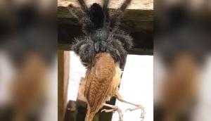 Video of spider eating a bird will give you goosebumps! Netizens ask ‘is this even real?’