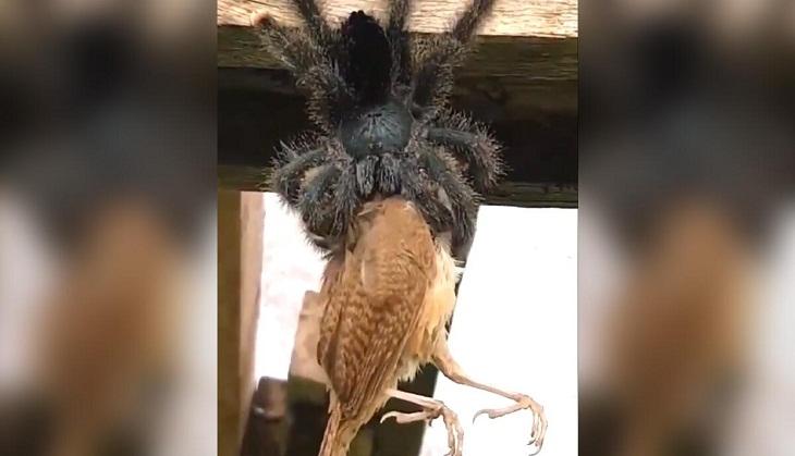 Video of spider eating a bird will give you goosebumps! Netizens ask