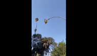 Man tries to cut a tall palm tree; what happens next will freak you out!