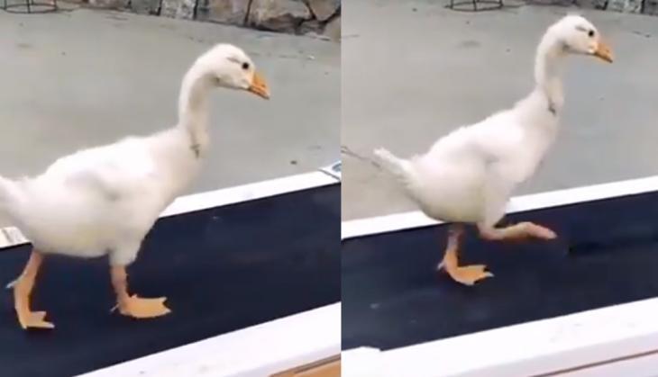 duck