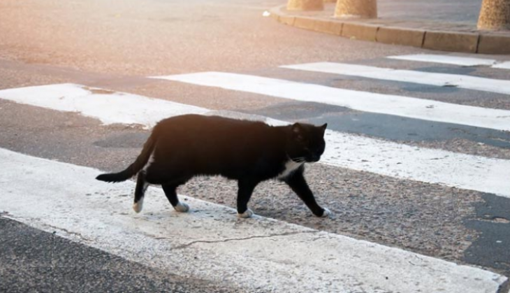 billi