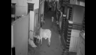 Haryana boy saves his grandmother from angry bull; incident caught on cam