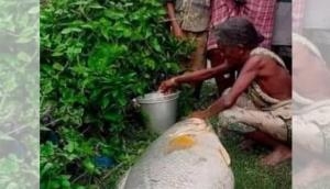 Woman catches 52-kg fish, becomes rich overnight after selling it