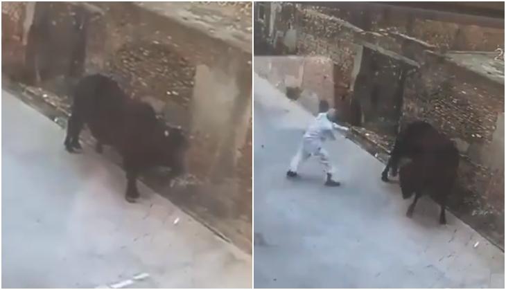 Viral Video: Man unnecessarily hit stick to bull, see what happene