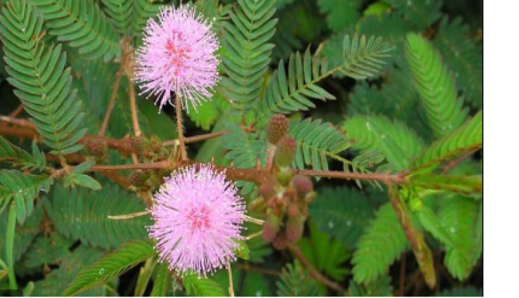 shami tree
