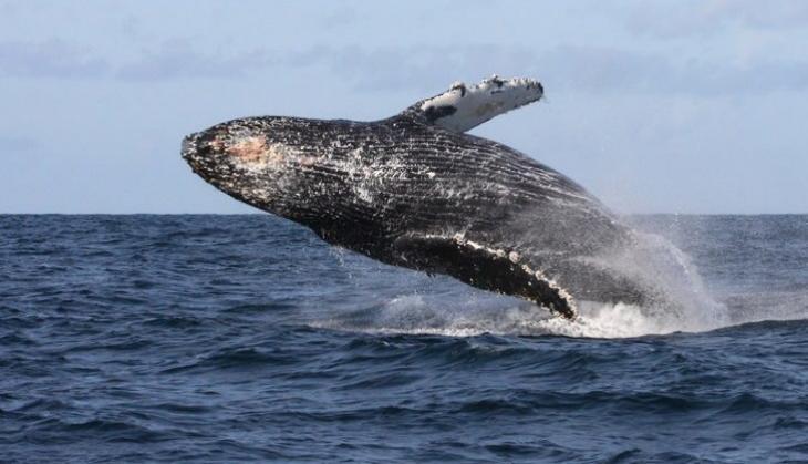 Whale's vomit can change the fate of anyone, the price more than gold, know why