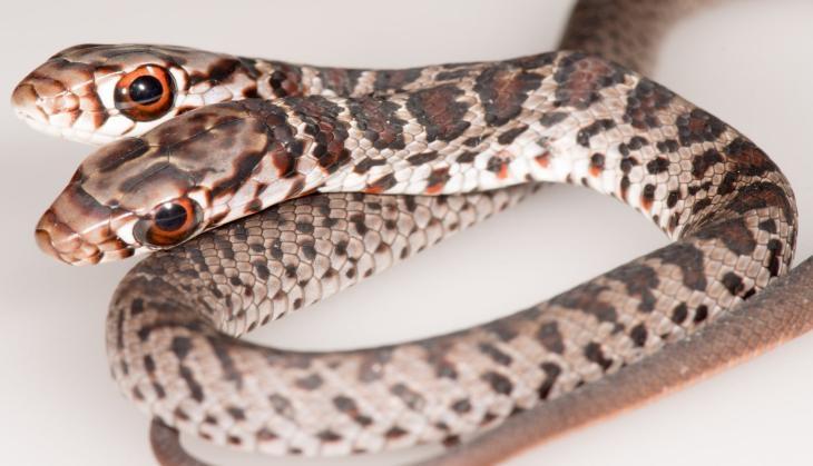 snake