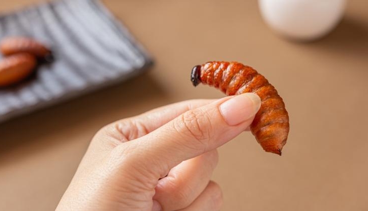 insects