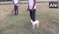 UP: NDRF inducts indigenous dog breeds for rescue operations 