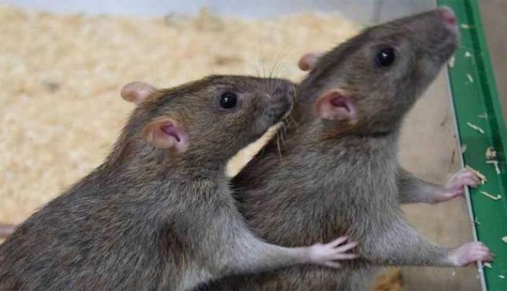 MOUSE