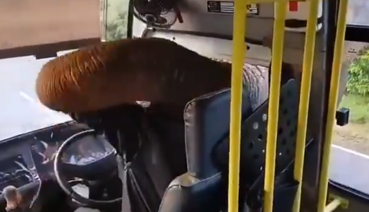 viral video
