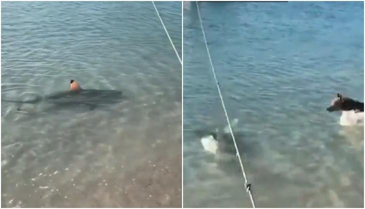 Incredible moment when brave dog dives into sea to scare away a shark