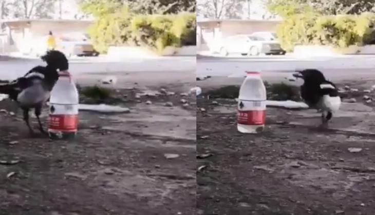 Thirsty Crow