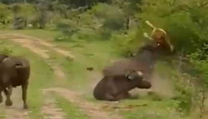 viral video